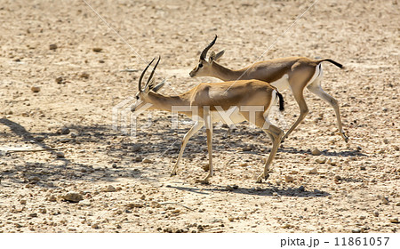 Young antelope on desert background outdoors  park 11861057