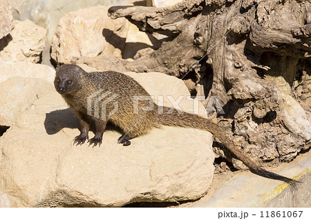 mongoose in the wild mongoose in the wild 11861067