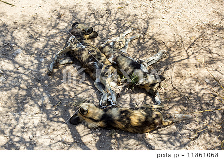 hyenas in the wild africa 11861068