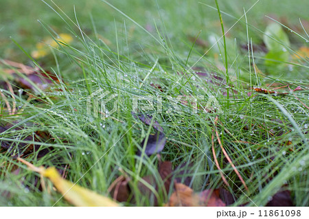 Autumn grass after rain 11861098