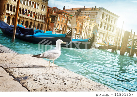 seagull in Venice, Italy seagull in Venice, Italy 11861257