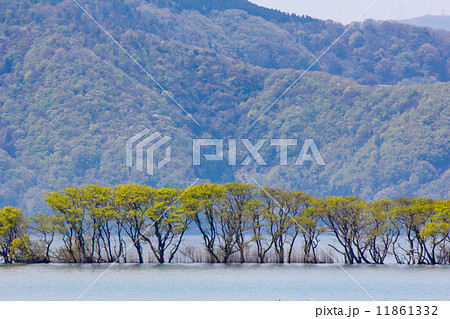 奥琵琶湖　湖上の樹　（水鳥公園　付近） 11861332
