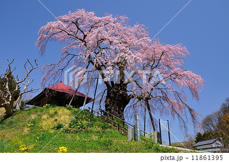上石の不動桜 11861395