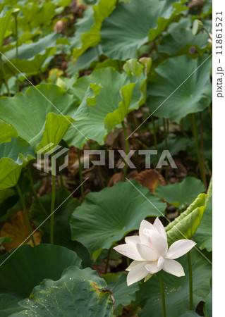 後楽園の蓮 11861521