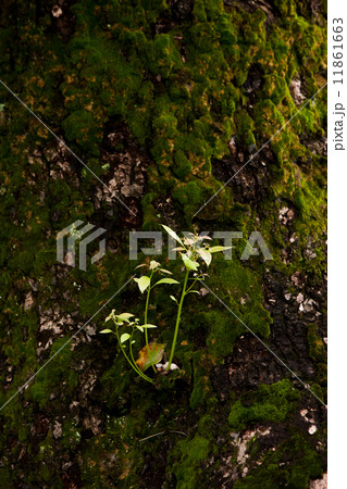 夏の後楽園 11861663