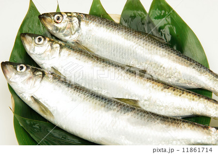 北海道産生ニシン 11861714