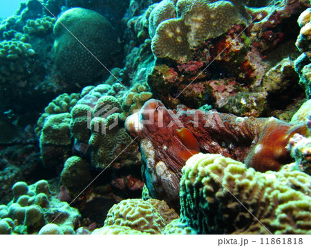 岩陰から顔を出す蛸 岩陰から顔を出す蛸 11861818