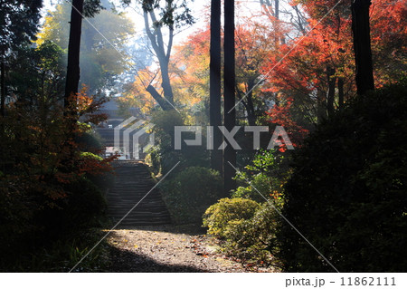 浄智寺・参道の紅葉 11862111