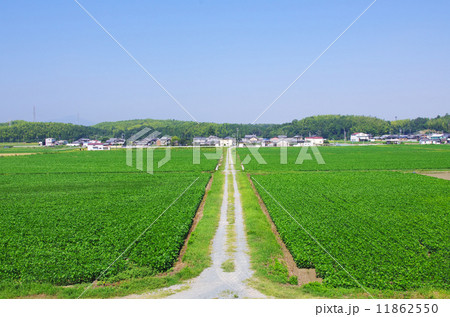 郊外の大豆畑 11862550