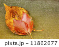秋 11862677