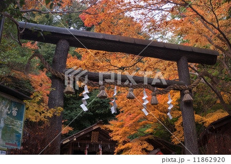野宮神社 黒木の鳥居 野宮神社 黒木の鳥居 11862920