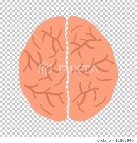 上から見た脳のイラスト素材