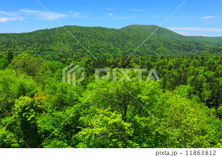 北海道　富良野の樹海 11863812