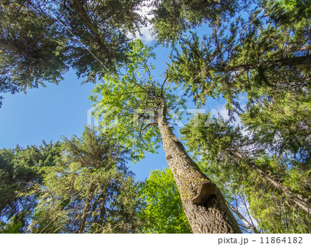crown trees 11864182