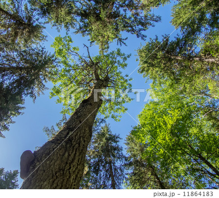 crown trees 11864183