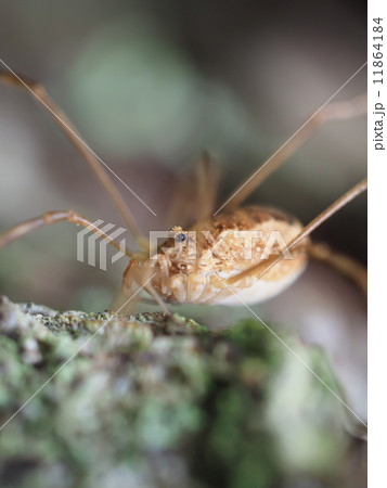 Opiliones spider 11864184