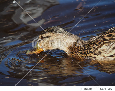 duck on the lake 11864185