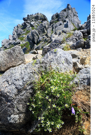 中央アルプス・宝剣岳の岩峰とタカネツメクサの花 中央アルプス・宝剣岳の岩峰とタカネツメクサの花 11865024