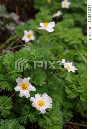 南アルプス・北岳に咲くキタダケソウ 11865032