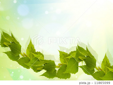 Birch branch 11865099