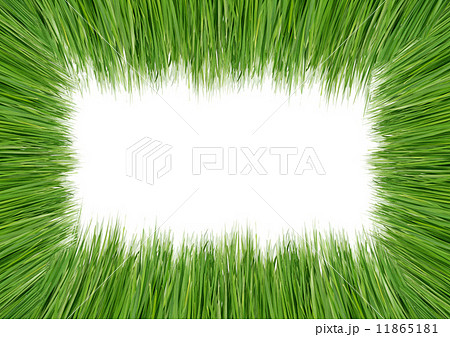 Green grass Green grass 11865181