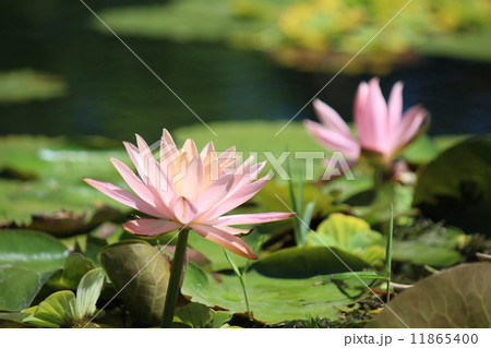 スイレン 11865400