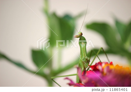 花とカマキリ 11865401