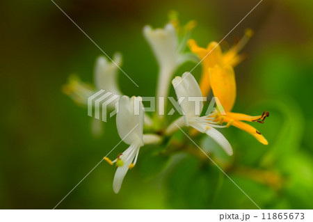 ヒメスイカズラ、スイカズラ科、琉球 11865673