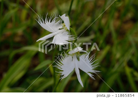 さぎそう 11865854