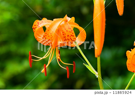 コオニユリ、ユリ科、日本固有種 11865924