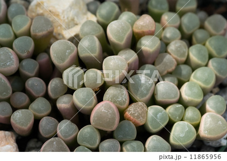 フェネストラリア・ロパロフィラ、郡玉、ツルナ科、南アフリカ 11865956