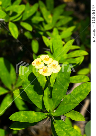 ハナキリン、トウダイグサ科、マダガスカル 11866147