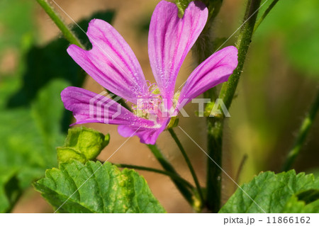 コモンマロウ、ウスベニアオイ 11866162