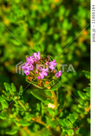 カムファー・タイム カムファー・タイム 11866164