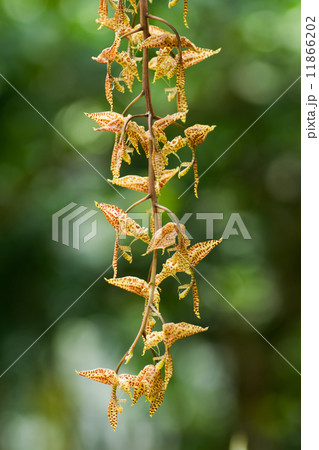 ゴンゴラ・マクラタ、トリニダード～ペルー 11866202