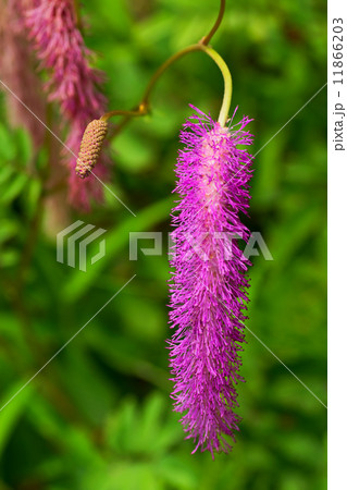 カライトソウ、唐糸草、バラ科、日本固有種、本州中部 11866203