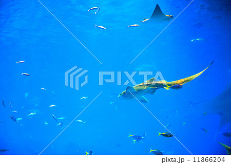 水族館の風景 11866204