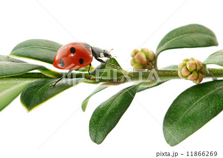 ladybird on green leaf 11866269