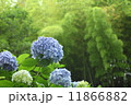 あじさい 11866882