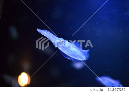 須磨海浜水族館での烏賊(イカ) 須磨海浜水族館での烏賊(イカ) 11867322