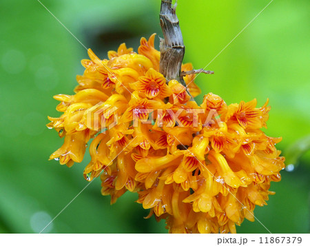 デンドロビウム デンドロビウム 11867379