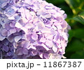 紫陽花 11867387