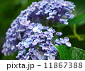 紫陽花 11867388
