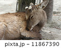 鹿 11867390