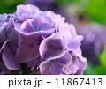 紫陽花 11867413