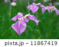 花菖蒲（ハナショウブ） 11867419