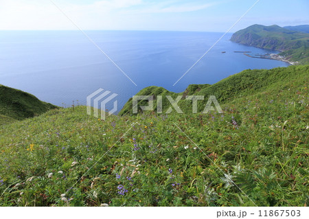 礼文島・桃岩遊歩道からの眺望 11867503