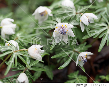 セツブンソウ 11867539