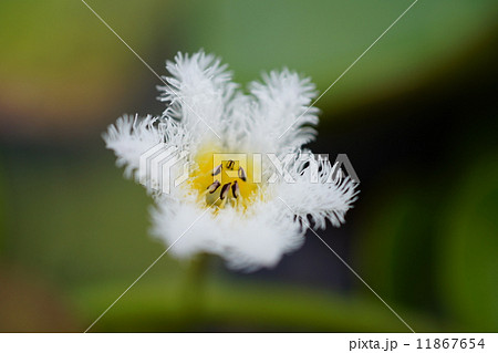 福島潟のガガブタ 11867654