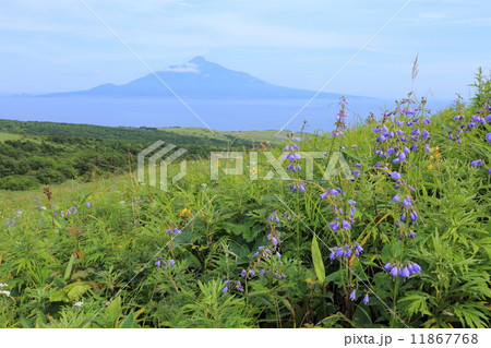 礼文島・桃岩遊歩道からの眺望 礼文島・桃岩遊歩道からの眺望 11867768